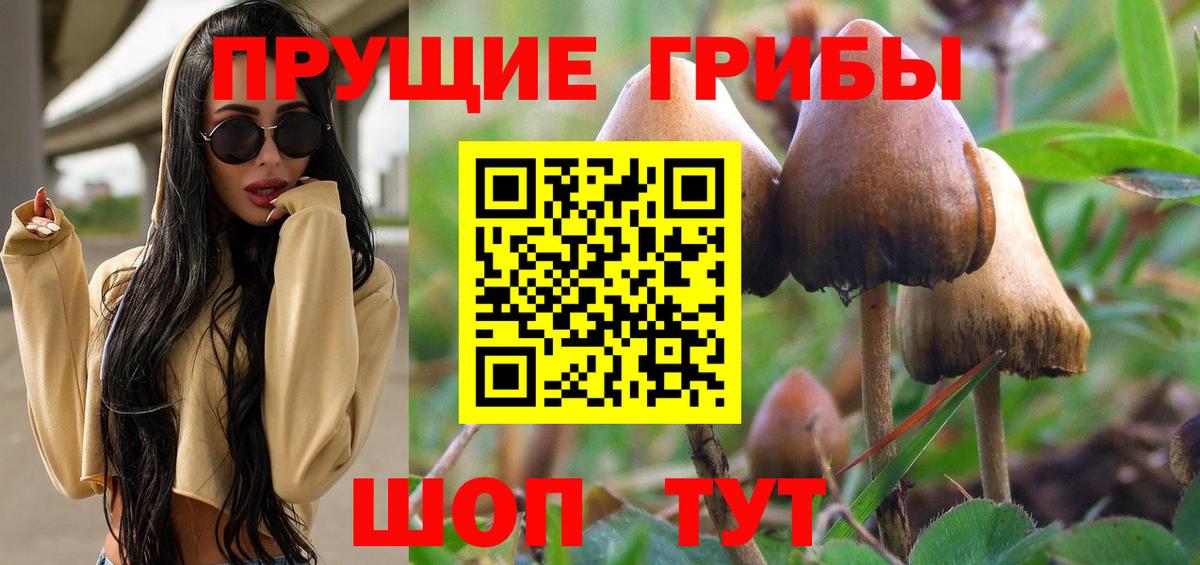Камышлов  Псилоцибиновые грибы Psilocybine cubensis  Вход с VPN 